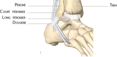 cheville instabilité péroniers