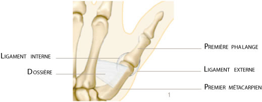 main ligament interne