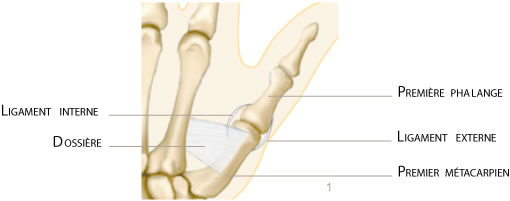 main-ligament-interne-0