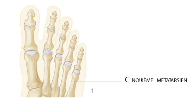 pied-metatarsien-0.jpg